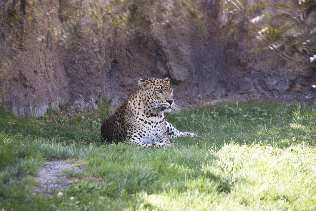 leopardo.jpg